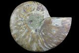 Agatized Ammonite Fossil (Half) - Madagascar #83807-1